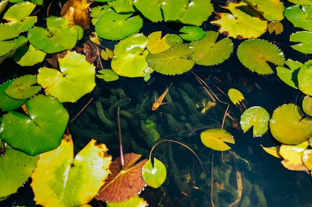 Water lilies and lotuses in a pond in the park