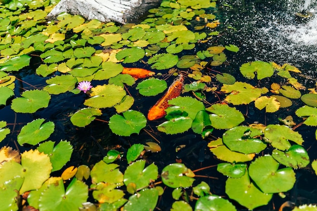 Water lilies and lotuses in a pond in the park