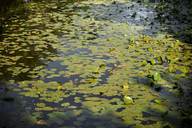 water lilies in the pond, in the rays of the sun. Water lily leaves on lake water.