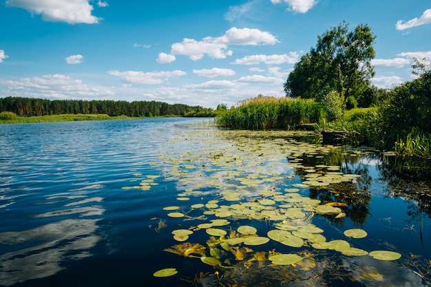 Water lilies in the river water