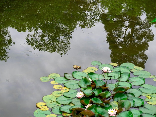 Water lilly background Water lilly with green leaves in pond Link blossomSummer background