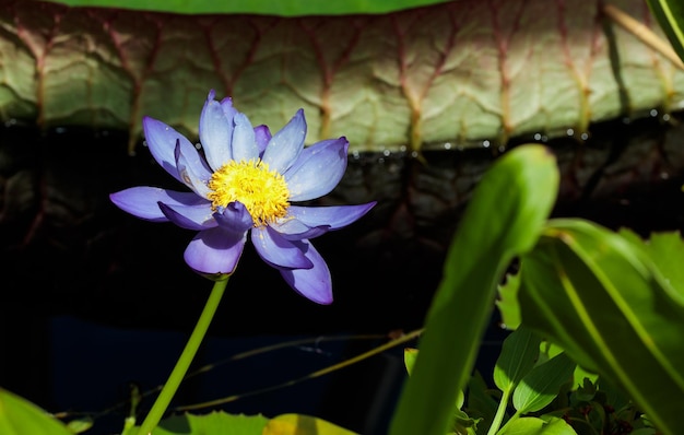 Water lilly flower in laguna