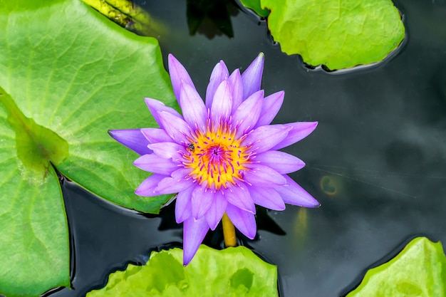 water lilly ,Lotus