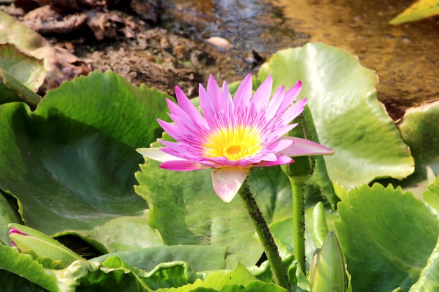 Water lily blooms in the lake