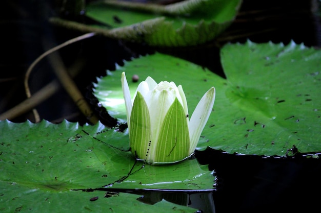 Water lily flower in the pond