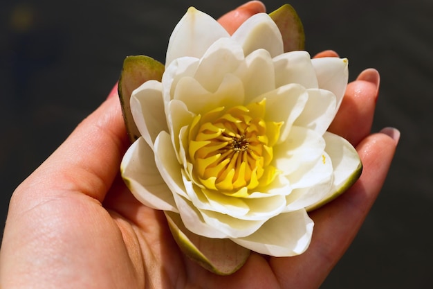 Water Lily in girl`s hand. Summer 2010. Russia