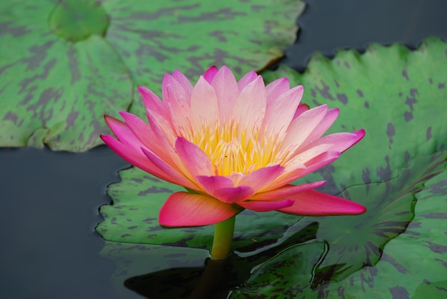 Water lily and green leaves