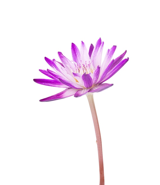 Water lily isolated on white background