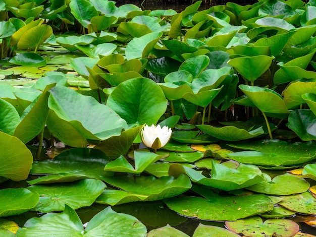 Water lily on the lake relaxation postcard