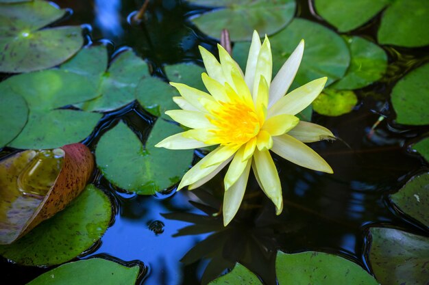 Photo water lily in lake