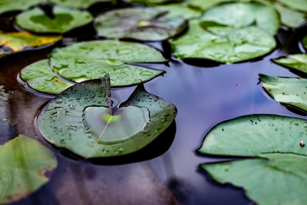 Water lily leaves in lake