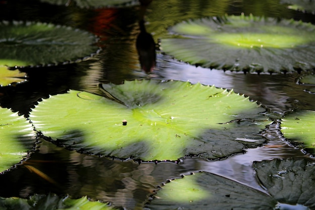 A water lily leaves in a pond