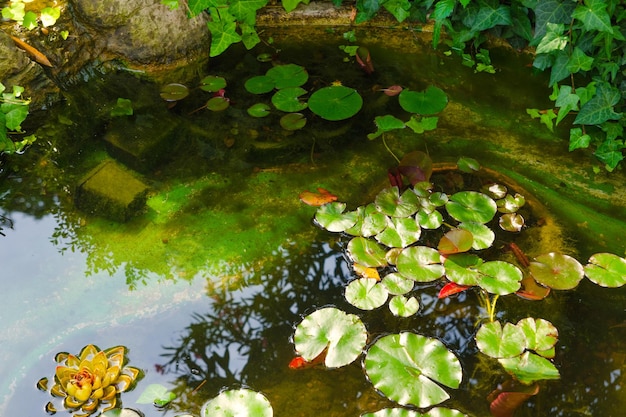 Water lily leaves