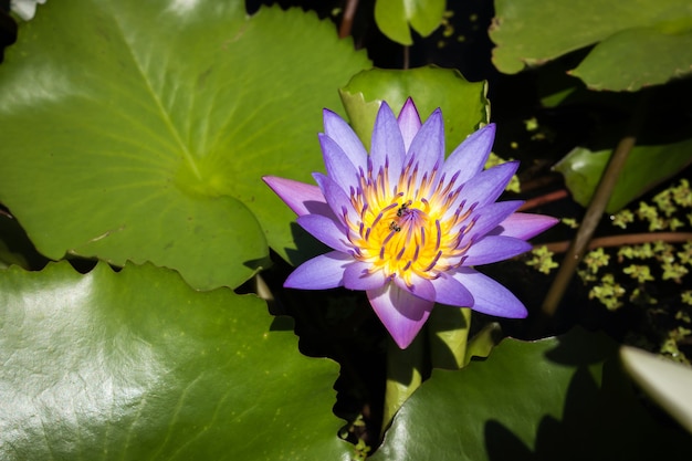 Water lily, lotus in pond 