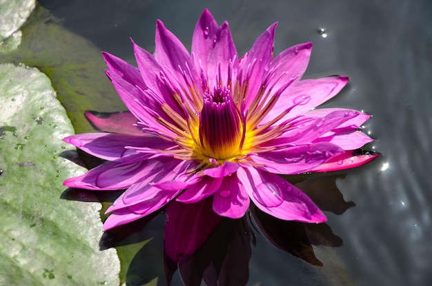 Water lily Nymphaea tetragona