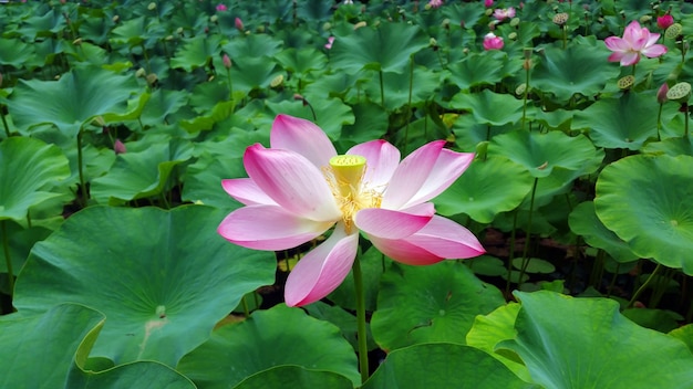 water lily pink flowers and leaves natural background