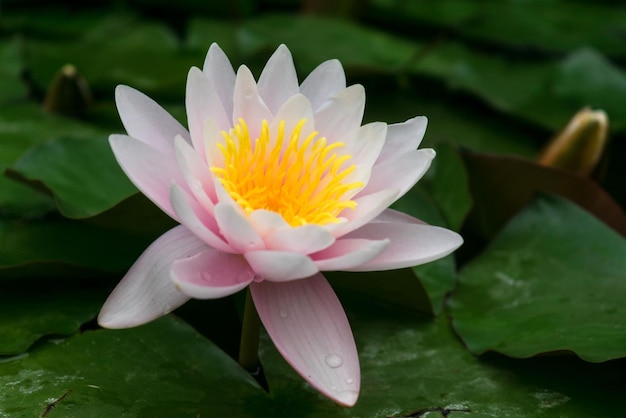 Water lily in the pond Pink water lily or lily flower in the pond