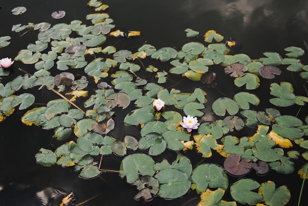 Water lily, summer river with lilies.