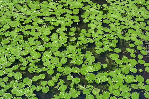 Water lily. water lily background, texture. pond overgrown with lilies. Top View Green Leaves Lotus or Hardy Water Lily Plant of Nymphaeaceae family on dark surface of pond with water