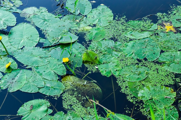 Water lily or water lily yellow Nuphar lutea aquatic plant in the pond