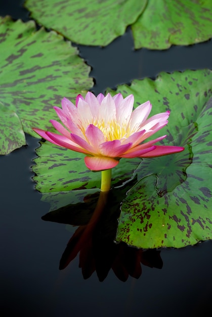 Water lily with reflection