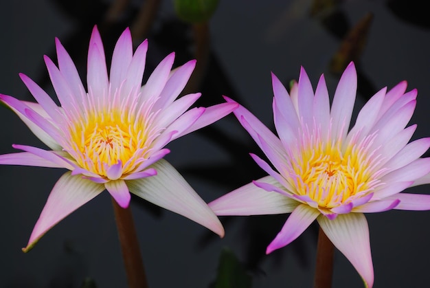 Water lily