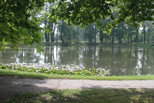 Water plants and lillies in a pond in City of Warsaw Poland