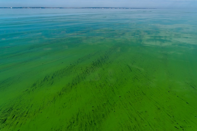 Water pollution by blooming blue green algae cyanobacteria is world environmental problem