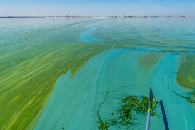 Water pollution by blooming bluegreen algae  cyanobacteria is world environmental problem water