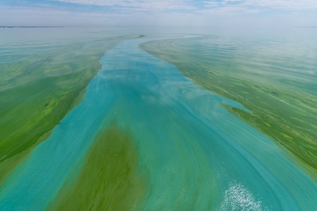 Water pollution by blooming bluegreen algae  cyanobacteria is world environmental problem