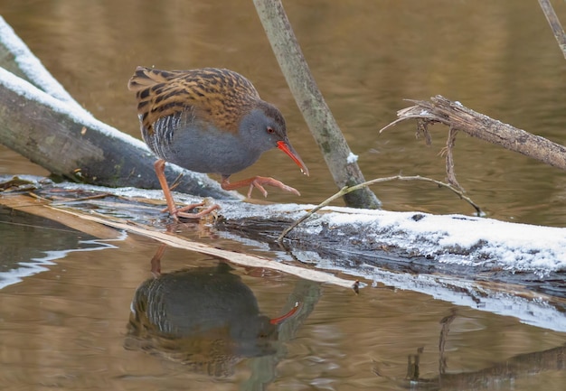 Water rail Rallus aquaticus A bird walks along a freezing river in search of food