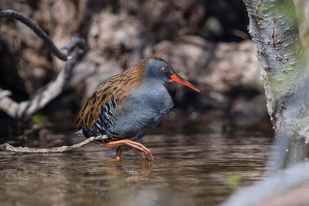 Water rail Rallus aquaticus Malaga Spain