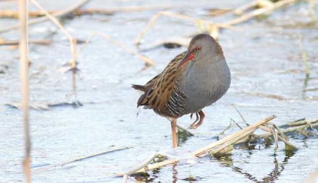 Water Rail standing on one paw