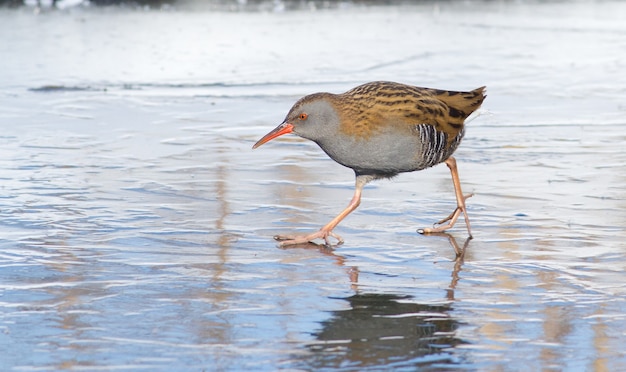 Water Rail walks on ice