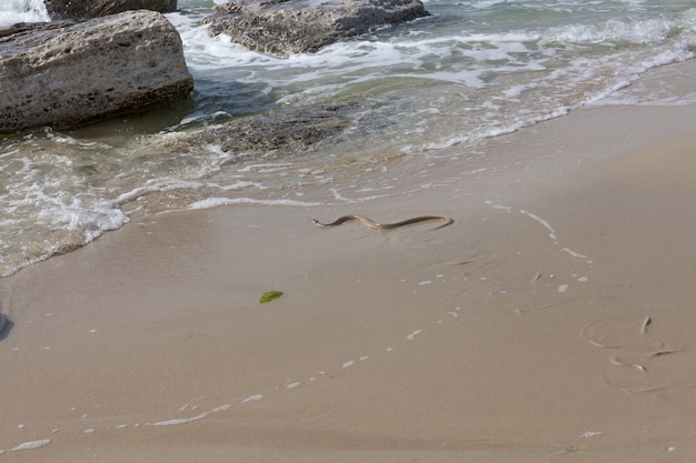 Water snake creeps into the water