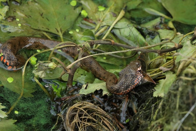 Water snake eaiting fish in the water Wildlife in the river