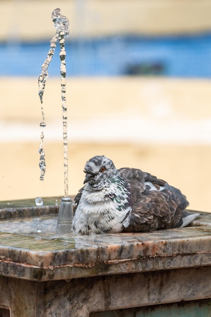 Water Splashing out of a Marble Fountain and Pigeon