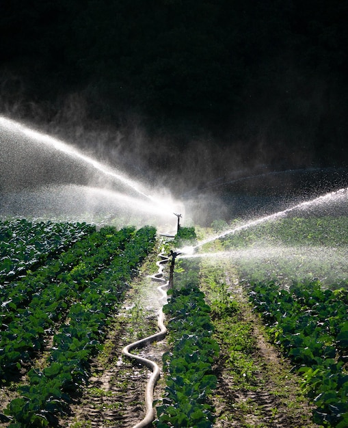 Water sprinkler system in the morning sun on a plantation