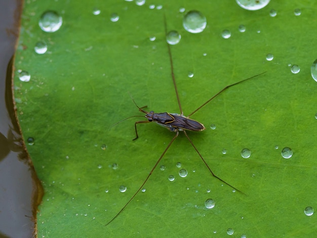 Water striders on the lotus leaf beside water droplets