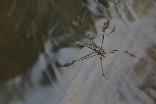 Water Striders or Pond Skaters on water