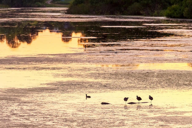 Water surface of the river with reflection of trees and birds during the sunset 