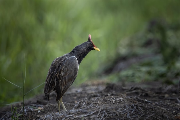 Watercock on the ground Animal Portrait