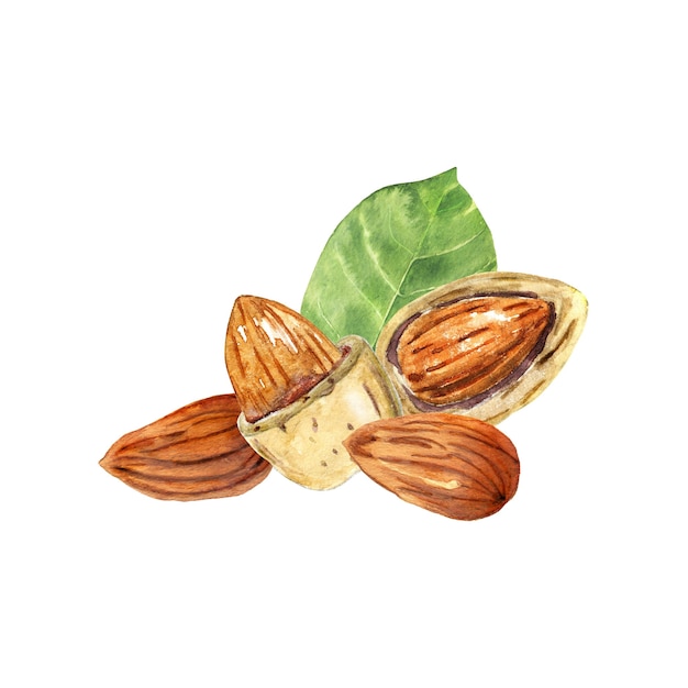 Watercolor almonds