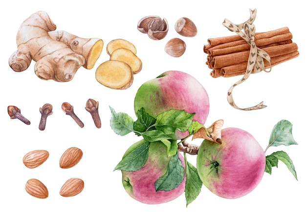 Watercolor apples with leaves, ginger, cinnamon, nuts, spices isolated on white background.