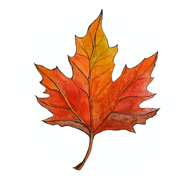 Watercolor autumn maple leaf