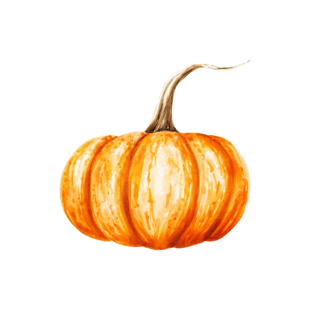 Watercolor autumn orange pumpkin Farm ripe vegetable isolated on white background For designers