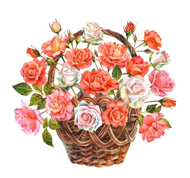 Watercolor basket with rose flowers Pink and white roses in a wicker basket on a white background