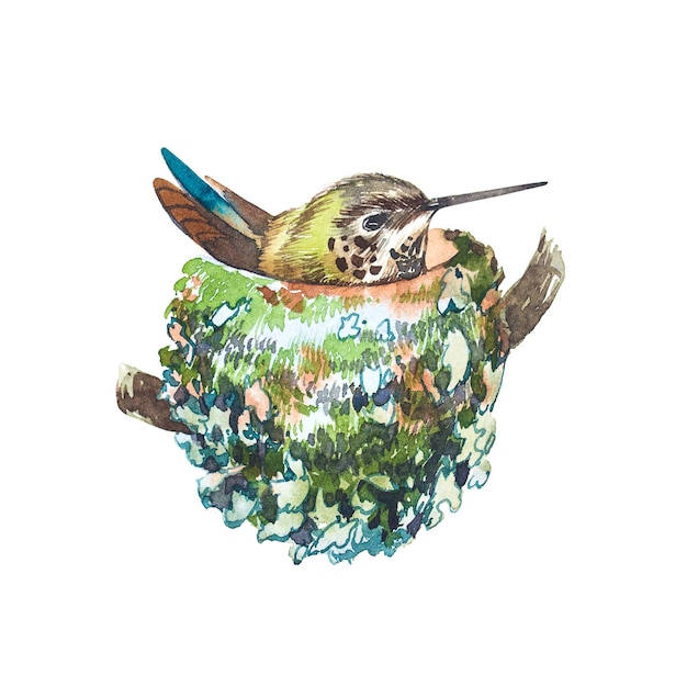 Watercolor bird in nest. Hand draw watercolor illustrations on white background. Easter collection.