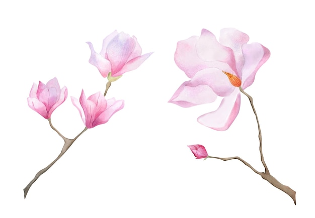 Watercolor blooming pink magnolia branches Spring flower design poster Women day wallpaper wrap