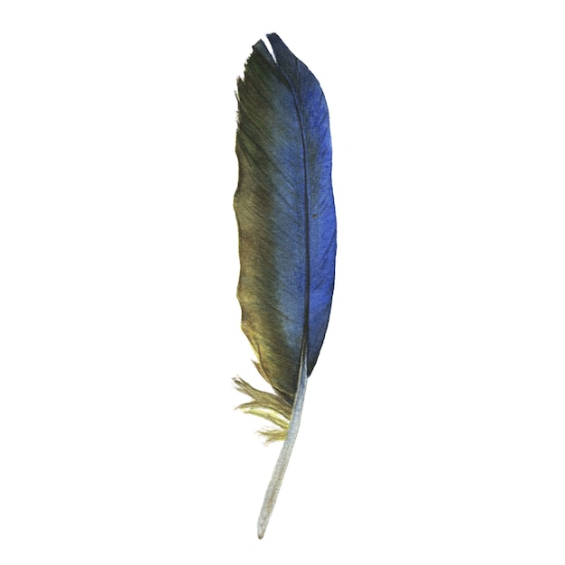 Watercolor blue and black exotic feather on white background.